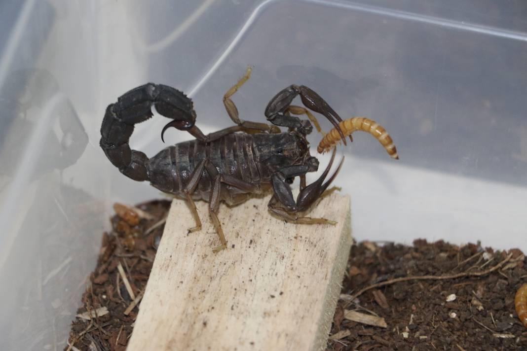 100 gramlık akrep zehri inşaat ustasına 59 milyonluk servet getirdi 4